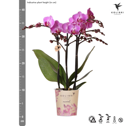 Kolibri Orchids | Lila/rosa Phalaenopsis Orchidee - Mineral Vienna - Topfgröße Ø9cm | blühende Zimmerpflanze - frisch vom Züchter