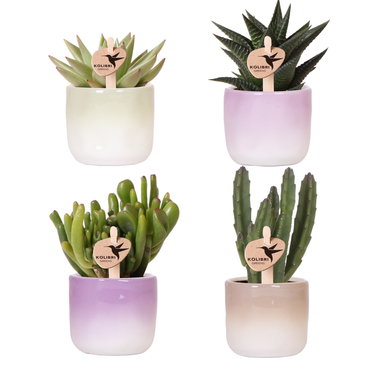 Kolibri Greens | Pflanzenset Gradience Gemischt - 3 Sukkulenten & 1 Stapelia Leendertziae