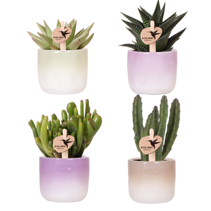 Kolibri Greens | Pflanzenset Gradience Gemischt - 3 Sukkulenten & 1 Stapelia Leendertziae