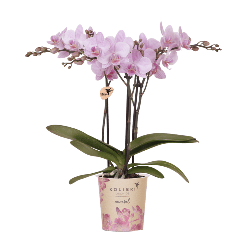 Kolibri Orchids | Rosa Phalaenopsis Orchidee - Mineral Chamberry - Ø9 cm