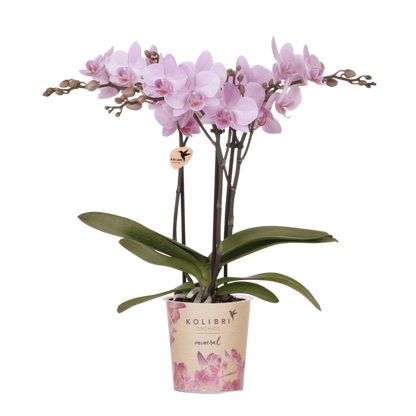Kolibri Orchids | Rosa Phalaenopsis Orchidee - Mineral Chamberry - Ø9 cm