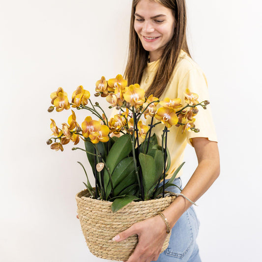 Kolibri Orchids | orange Orchideen-Set im Schilfkorb inkl. Wassertank | drei orange Orchideen Las Vegas 12cm | Mono Bouquet orange mit autarkem Wassertank.