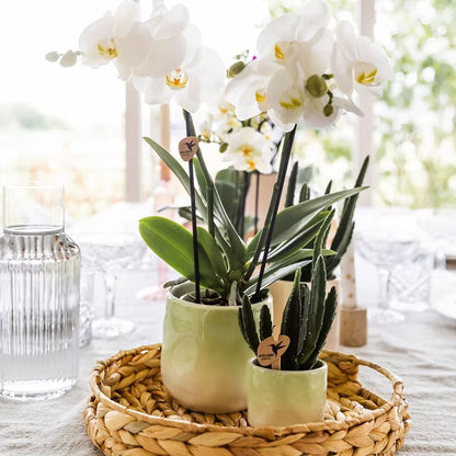 Kolibri Greens | Pflanzenset Gradience Gemischt - 3 Sukkulenten & 1 Stapelia Leendertziae