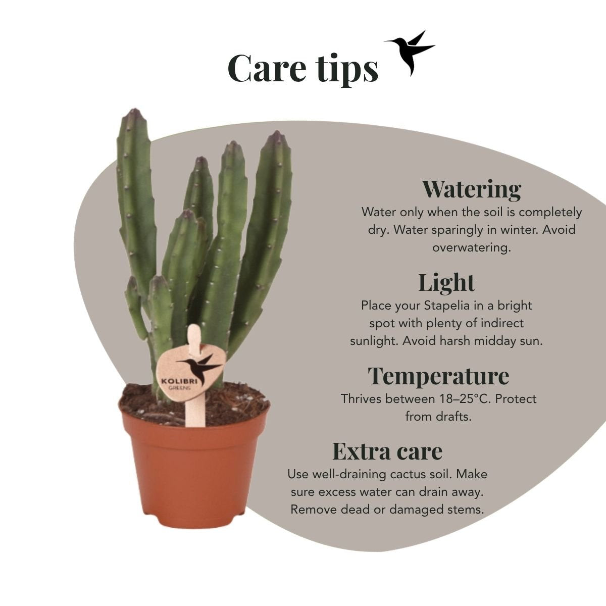 Kolibri Greens | Grünpflanze - Stapelia Leendertziae - grüne Zimmerpflanze - frisch vom Züchter - Ø6cm
