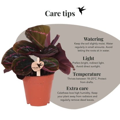 Kolibri Greens | Grünpflanze - Calathea Dottie - Grüne Zimmerpflanze - Frisch vom Züchter - Ø9cm