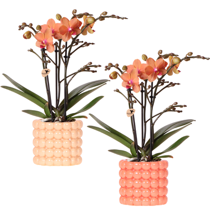 Set Giulia Poppy Orange