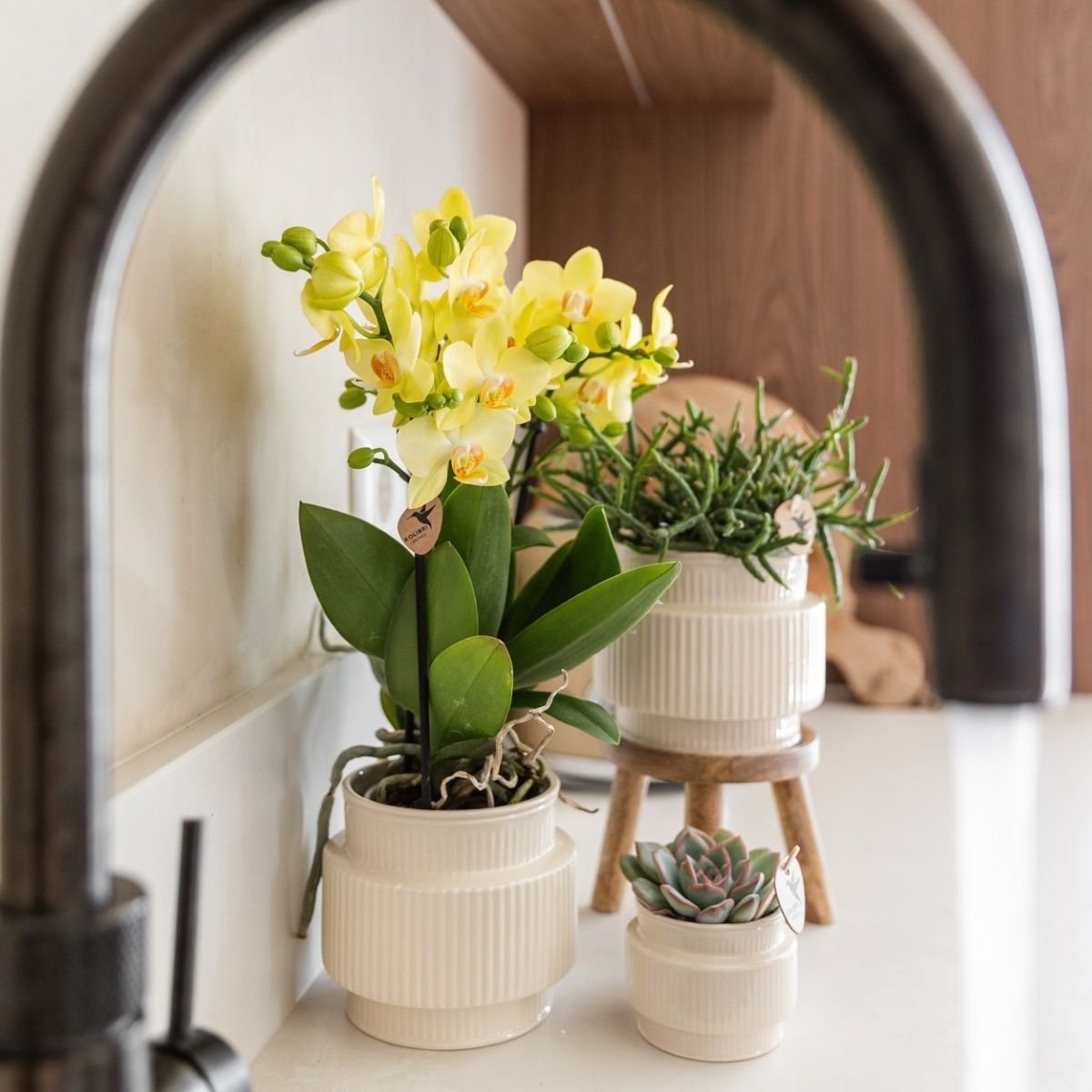 Kolibri Orchids | Kombi-Angebot - 4 Gelbe Phalaenopsis Orchideen Blossom Albenga - Ø9 cm