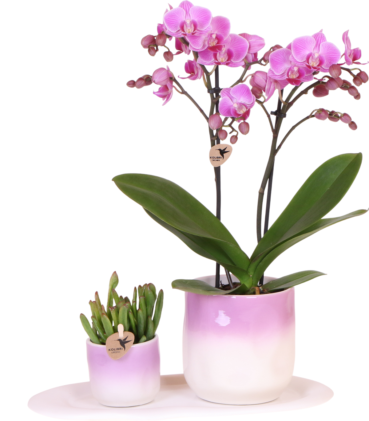 Kolibri Company | Pflanzenset Valentinstag 'Gradience Pink' | Rosa Phalaenopsis Orchidee Andorra und Sukkulente inkl. Keramik-Dekotöpfen