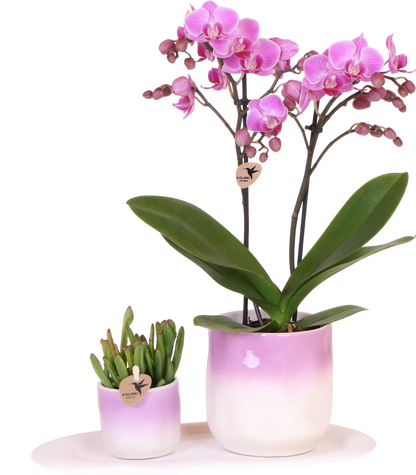 Kolibri Company | Pflanzenset Valentinstag 'Gradience Pink' | Rosa Phalaenopsis Orchidee Andorra und Sukkulente inkl. Keramik-Dekotöpfen