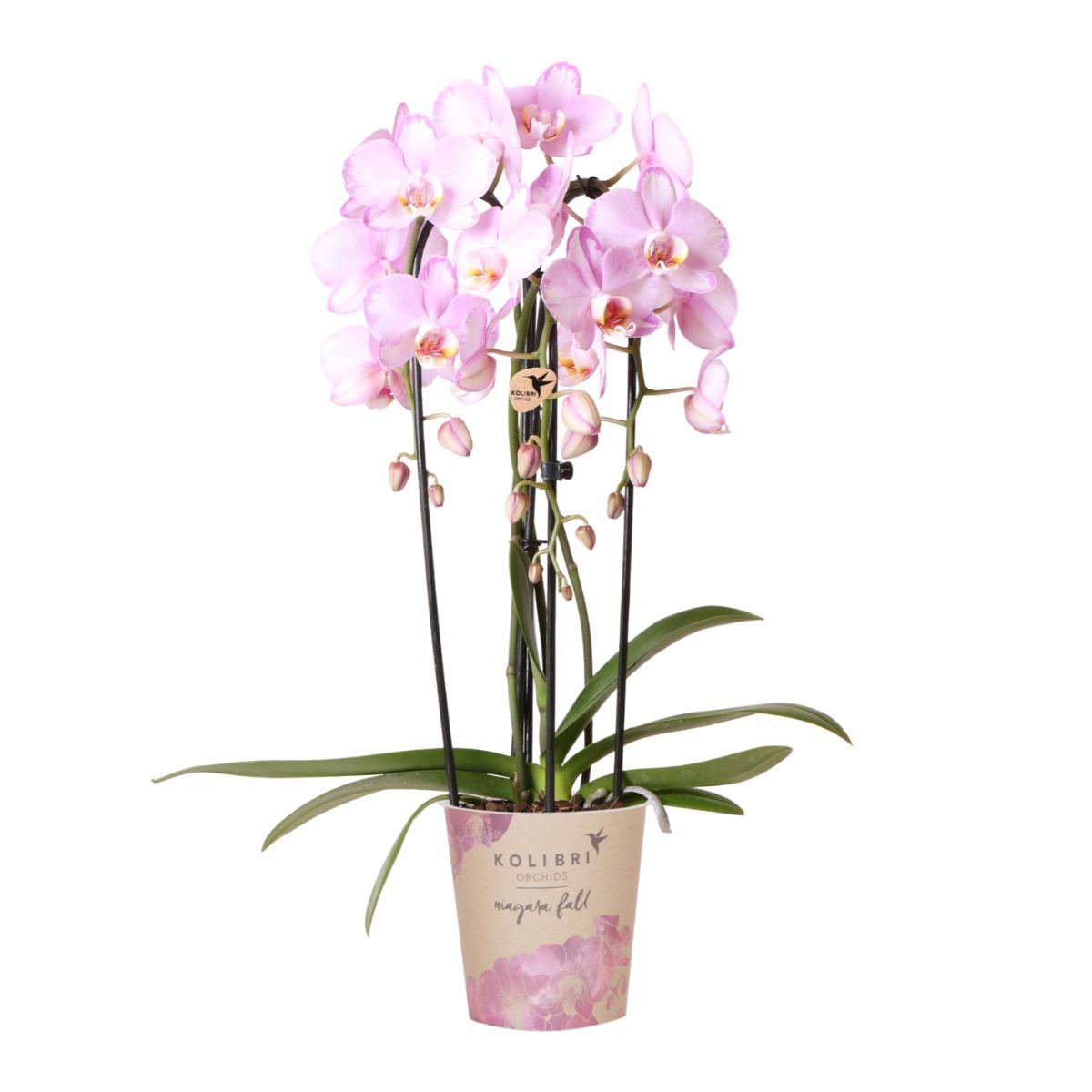 Kolibri Orchids | rosa Phalaenopsis Orchidee - Niagara Fall - Topfgröße Ø12cm | blühende Zimmerpflanze - frisch vom Züchter