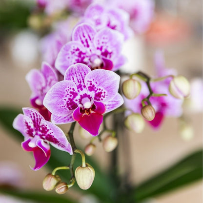Kolibri Orchids | Rosa-Violette Phalaenopsis-Orchidee - Diamond El Salvador - Blühende Zimmerpflanze - Frisch vom Züchter - Ø9cm