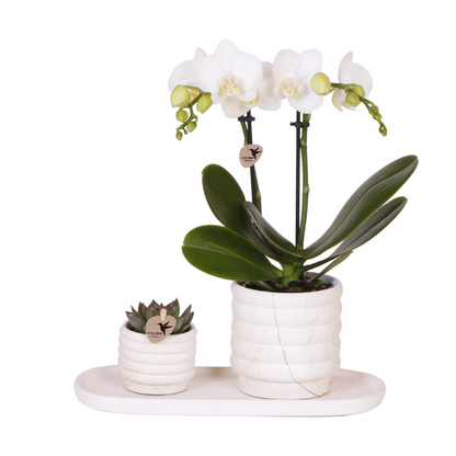 Pflanzenset Slow Living Small | Weiße Phalaenopsis Orchidee Lausanne und Sukkulente inkl. Keramik-Zierpflanztöpfe auf weißem organischen Tablett