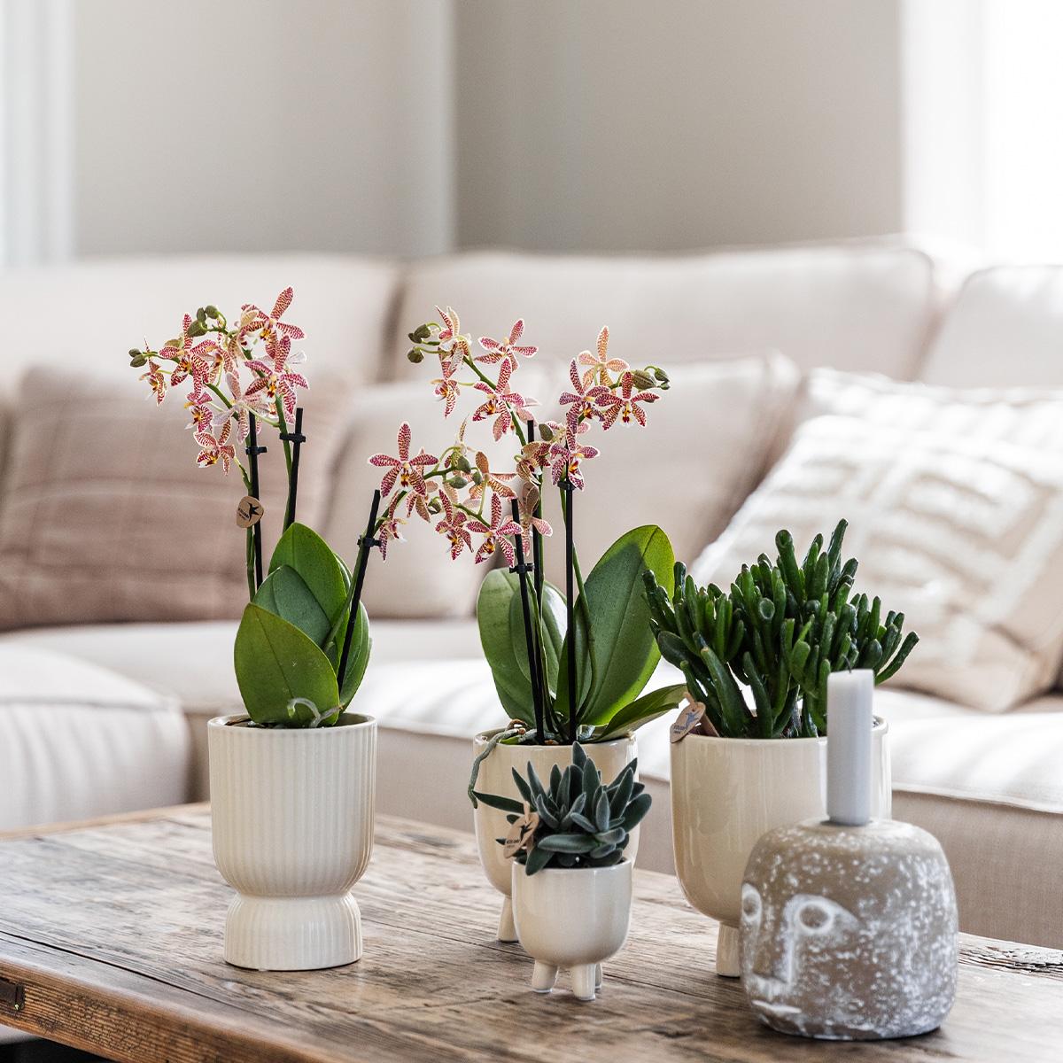 Kolibri Orchids | Rote Phalaenopsis Orchidee - Congo + Gummitopf Travertin - Topfgröße Ø9cm | blühende Zimmerpflanze im Blumentopf - frisch vom Züchter