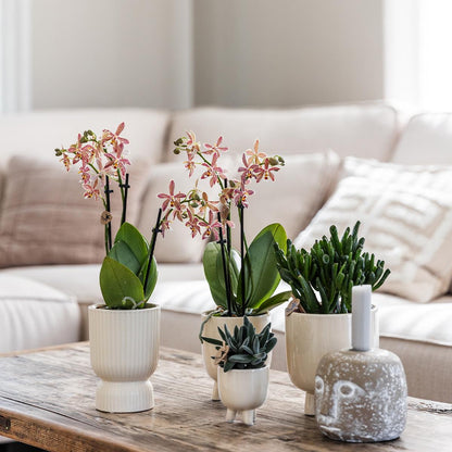 Kolibri Orchids | Rote Phalaenopsis Orchidee - Congo + Gummitopf Travertin - Topfgröße Ø9cm | blühende Zimmerpflanze im Blumentopf - frisch vom Züchter