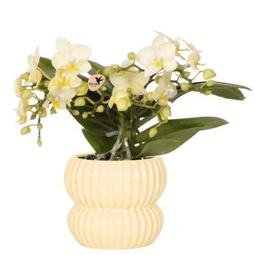 Kolibri Orchids | Gelbe Botanic Orchidee + Horizon Übertopf gelb – Topfgröße Ø9cm | blühende Zimmerpflanze – frisch vom Züchter