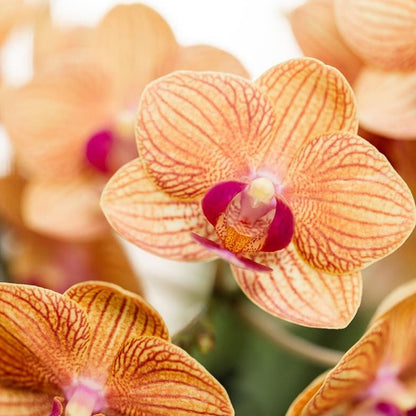 Kolibri Orchids | Kombi-Angebot - 4 Orange Phalaenopsis Orchideen Mineral Jamaica - Ø9 cm