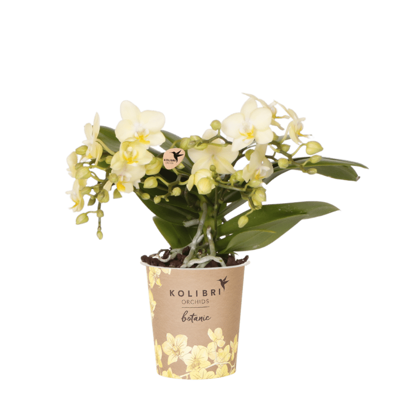 Kolibri Orchids | Gelbe Phalaenopsis-Orchidee - Botanic Gelbe - Blühende Zimmerpflanze - Frisch vom Züchter - Ø9cm