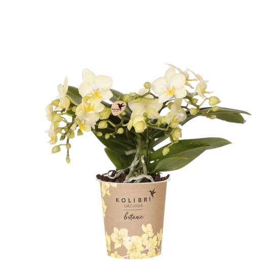 Kolibri Orchids | Gelbe Phalaenopsis-Orchidee - Botanic Gelbe - Blühende Zimmerpflanze - Frisch vom Züchter - Ø9cm
