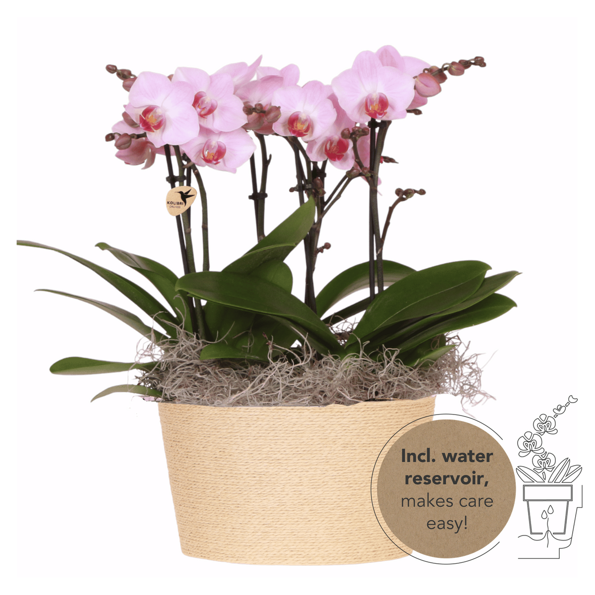 Kolibri Orchids | Rosa Jungle Bouquet Antwerpen im Reed Basket