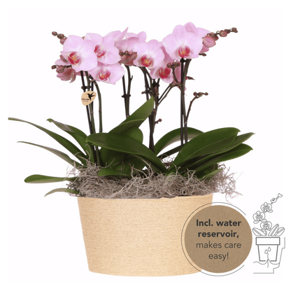 Kolibri Orchids | Rosa Jungle Bouquet Antwerpen im Reed Basket