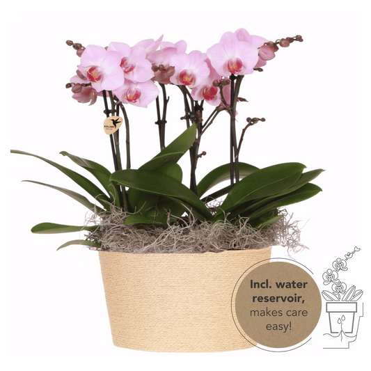 Kolibri Orchids | Rosa Jungle Bouquet Antwerpen im Reed Basket