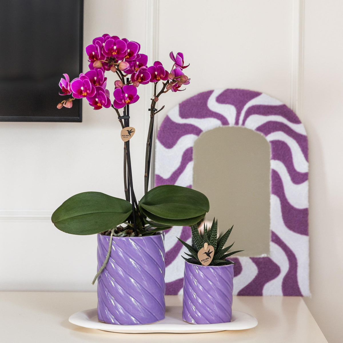 Kolibri Orchids | Lila Phalaenopsis Orchidee - Morelia - Topfgröße Ø9cm | blühende Zimmerpflanze - frisch vom Züchter