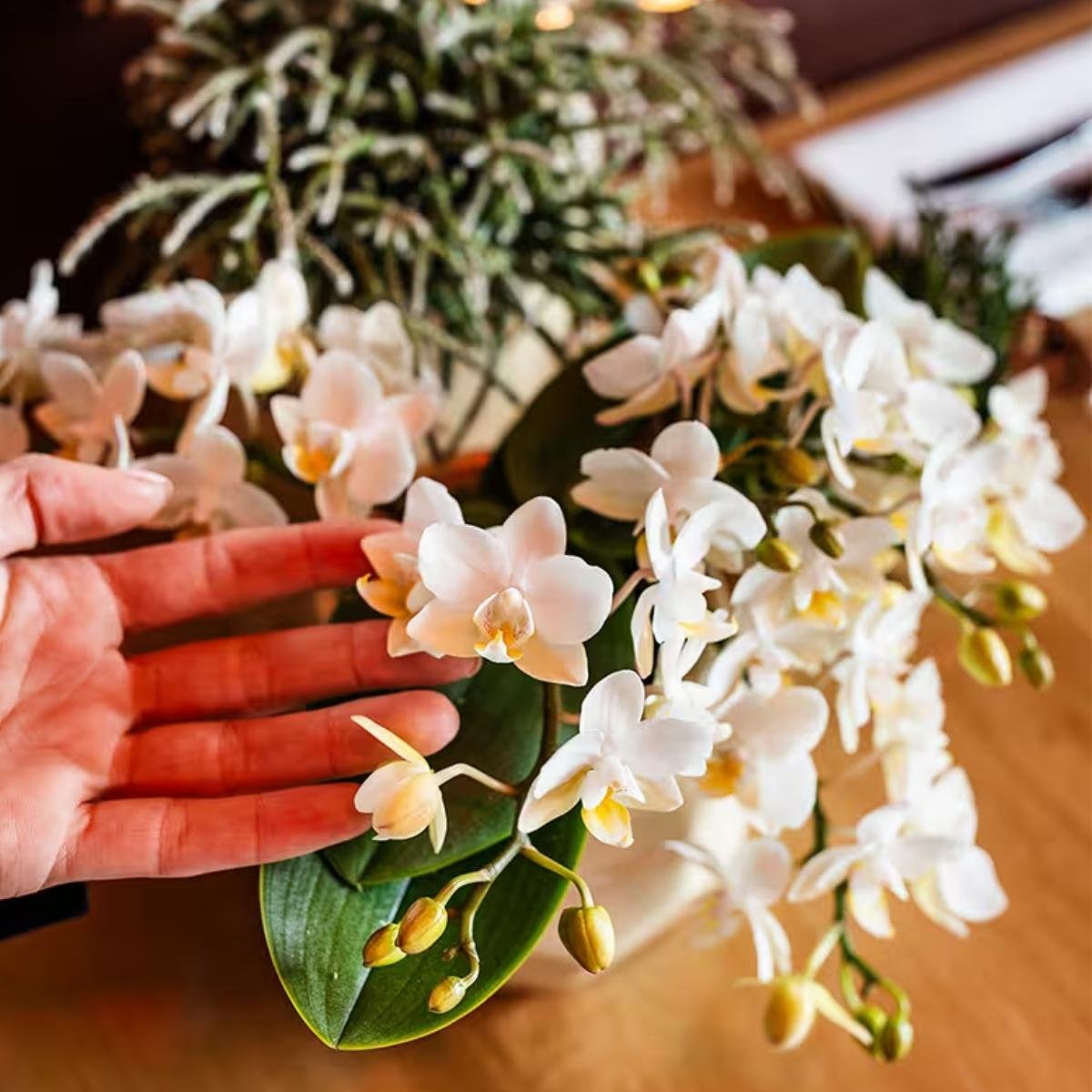 Kolibri Orchids | Kombi-Angebot - 2 Weiße Phalaenopsis Orchideen Botanic Nazare - Ø9 cm