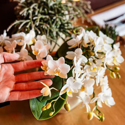 Kolibri Orchids | Kombi-Angebot - 2 Weiße Phalaenopsis Orchideen Botanic Nazare - Ø9 cm