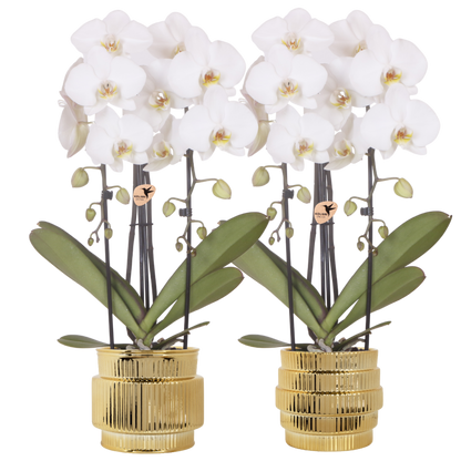 Kolibri Orchids | Pflanzenset Allure Shiny Gold - 2 Weiße Phalaenopsis Orchideen Niagara Fall White - Ø12 cm