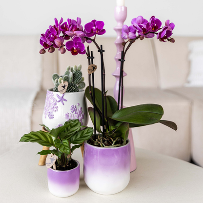 Kolibri Orchids | Violette Phalaenopsis Orchidee - Mineral Vienna im Gradience Übertopf Lila mit Geschenkbox - Ø9 cm