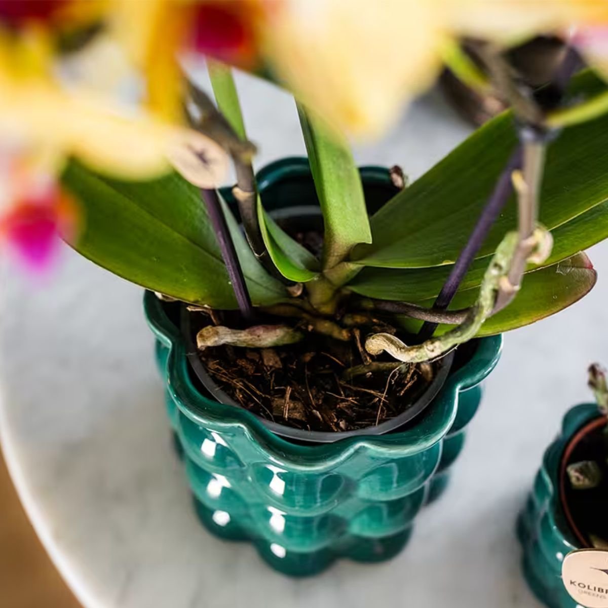 Kolibri Orchids | Pflanzenset Cotton Grün - Gelbe Phalaenopsis Orchidee Blossom Lima & Stapelia Leendertziae