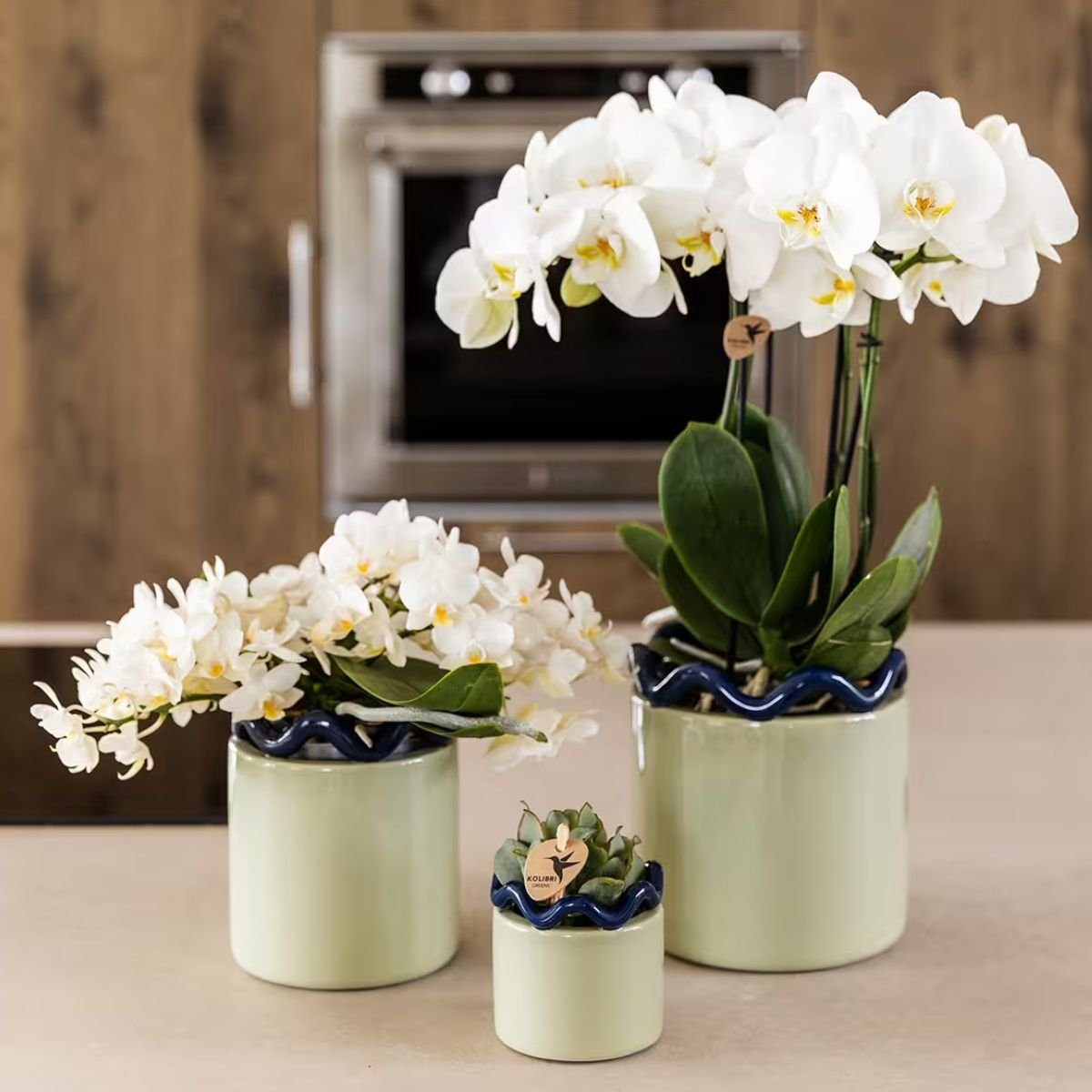 Kolibri Orchids | Kombi-Angebot - 2 Weiße Phalaenopsis Orchideen Botanic Nazare - Ø9 cm