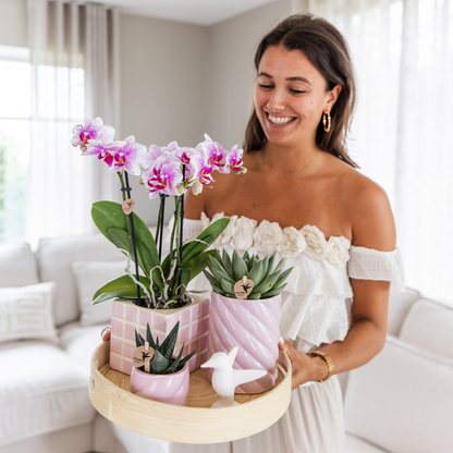 Kolibri Orchids | Rosa Phalaenopsis Orchidee - Mineral Rotterdam - Topfgröße Ø9cm | blühende Topfpflanze - frisch vom Züchter