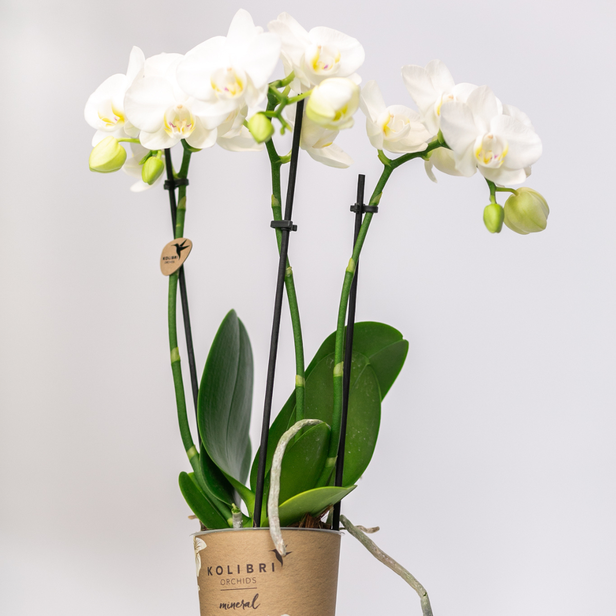 2 Blanca im Ø9cm Topf