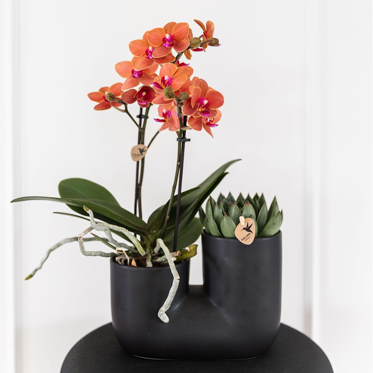 Set aus orangefarbener Bolzano-Orchidee und Sukkulente im schwarzen dekorativen Röhrentopf - Topfgröße Ø9cm
