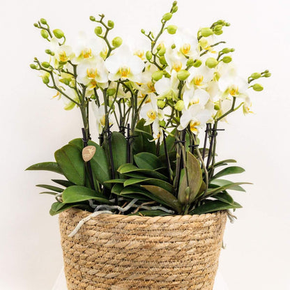 Kolibri Orchids | Weißes Mono Bouquet Blossom Lausanne im Reed Basket