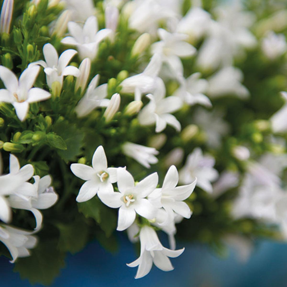 Campanula Addenda - Glockenblume lila Topfgröße 12cm - mehrjährig - winterhart - White