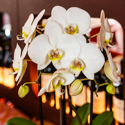Kolibri Orchids | Kombi-Angebot - 2 Weiße Phalaenopsis Orchideen Niagara Fall White - Ø12 cm