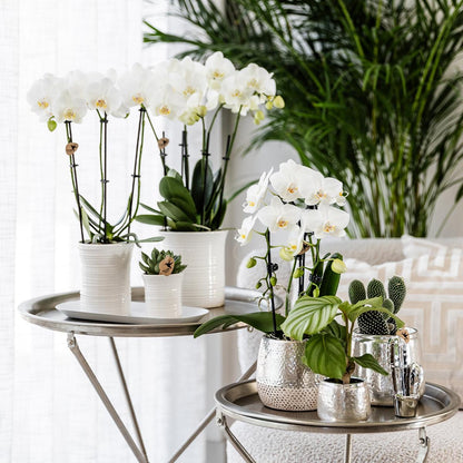 Kolibri Home | Elite silver pot - topfgröße Ø9cm - Ø9cm