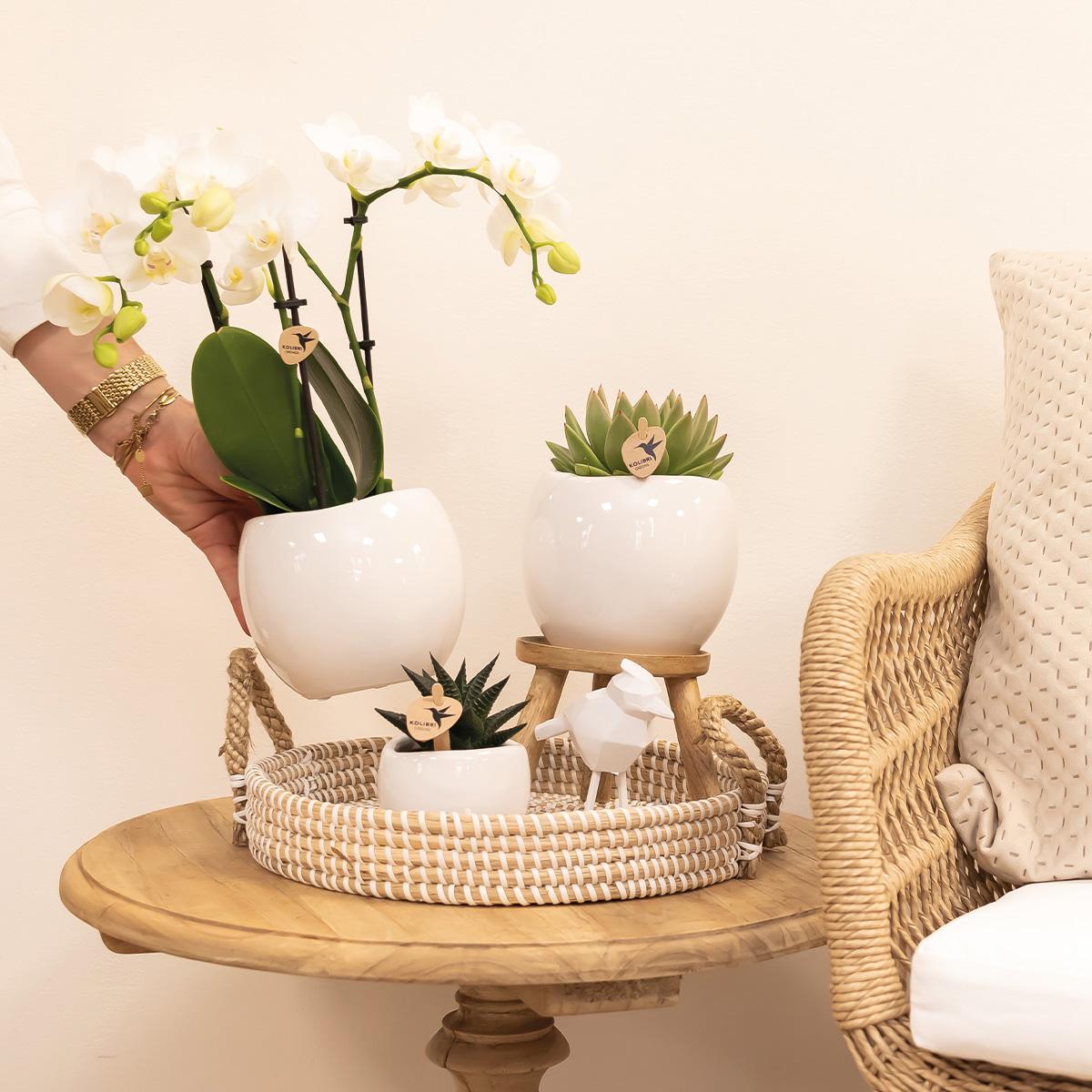 Kolibri Home | Bowl Übertopf