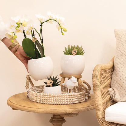 Kolibri Home | Bowl Übertopf
