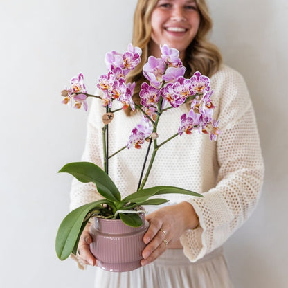 Kolibri Orchids | Kombi-Angebot - 2 Rosa-Violette Phalaenopsis Orchideen Diamond Bora Bora - Ø9 cm
