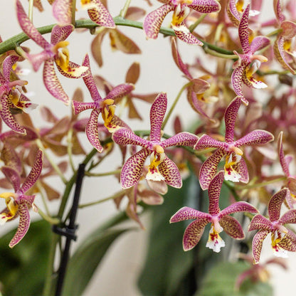 Kolibri Orchideen | orangefarbene Phalaenopsis-Orchidee – Spider – Topfgröße Ø9 cm | blühende Zimmerpflanze – frisch vom Züchter