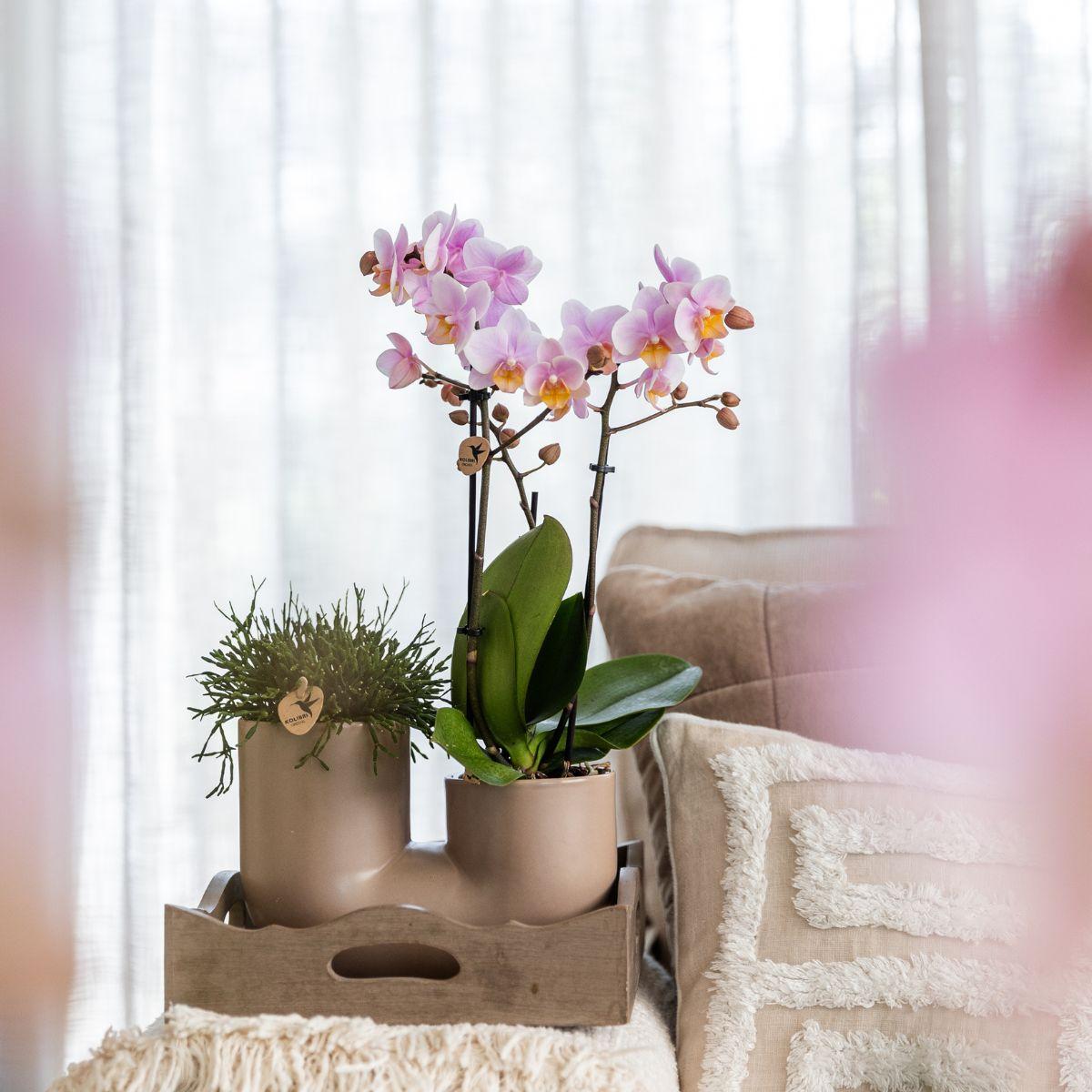 Set mit Weißer Orchidee Zürich und Sukkulente im Tube-Ziertopf Sand – Topfgröße Ø9cm