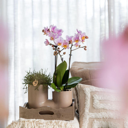 Set mit Weißer Orchidee Zürich und Sukkulente im Tube-Ziertopf Sand – Topfgröße Ø9cm