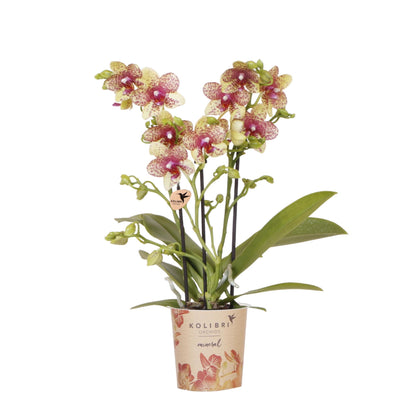 Kolibri Orchids | Orange-Gelbe Phalaenopsis-Orchidee Topfgröße Ø9cm | Grosseto | Blühende Zimmerpflanze – Frisch vom Züchter
