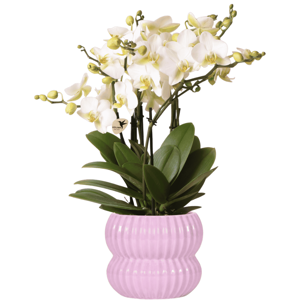 Kolibri Orchids | Weiße Lausanne Orchidee + Horizon Übertopf rosa – Topfgröße Ø12cm | blühende Zimmerpflanze – frisch vom Züchter