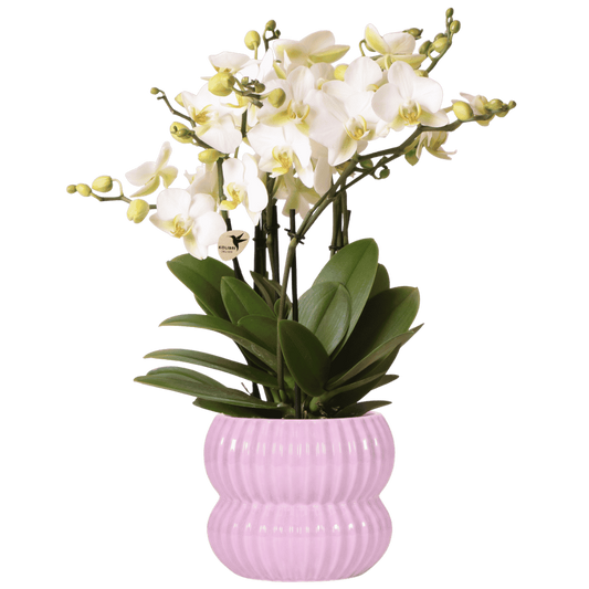 Kolibri Orchids | Weiße Lausanne Orchidee + Horizon Übertopf rosa – Topfgröße Ø12cm | blühende Zimmerpflanze – frisch vom Züchter