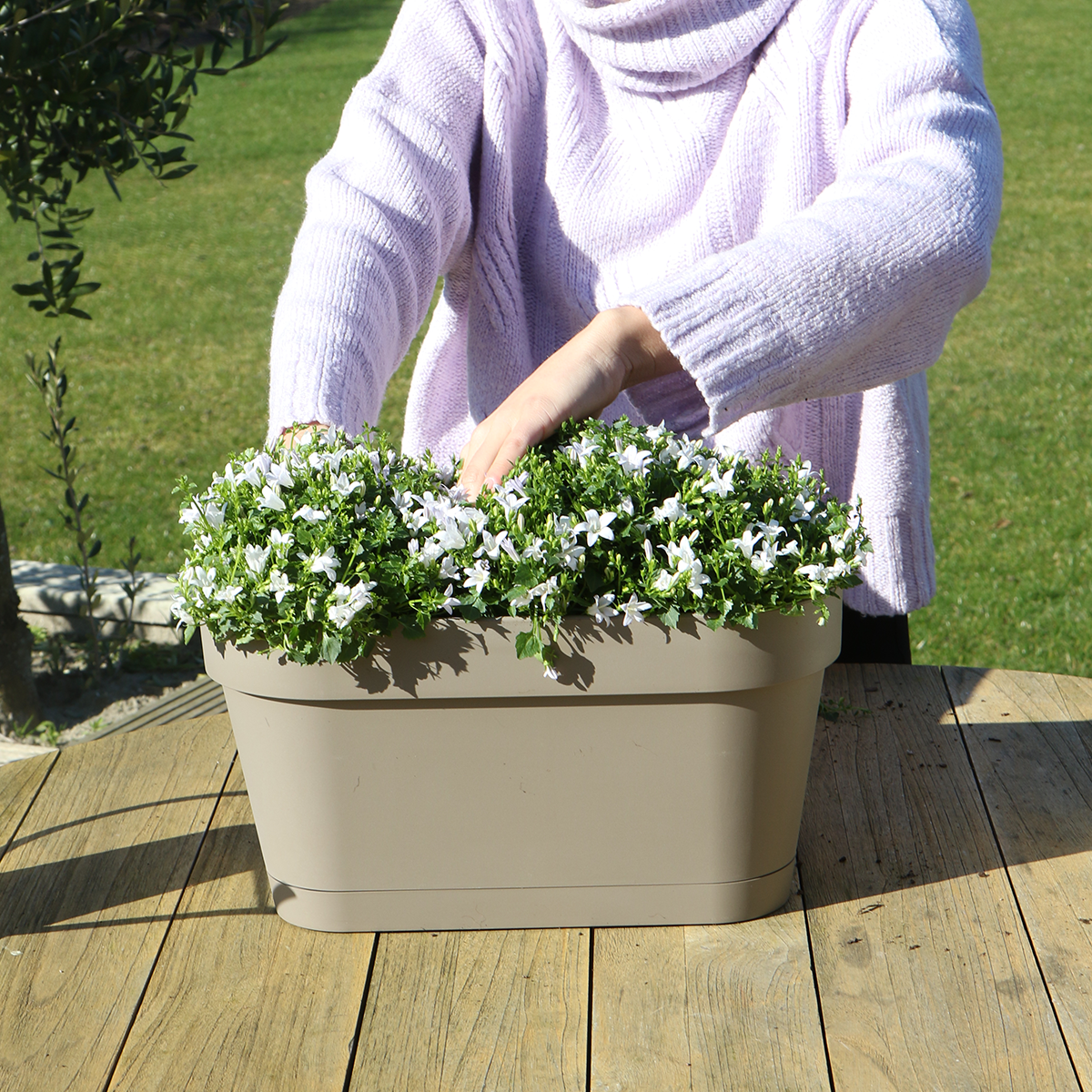 Campanula Addenda Ambella Intensives Violett - Balkonpflanzer weiß mit 3 Campanula-Töpfen Größe 12cm - Inkl. Aufhängesystem - Glockenblume violett - Stauden - Gartenpflanzen