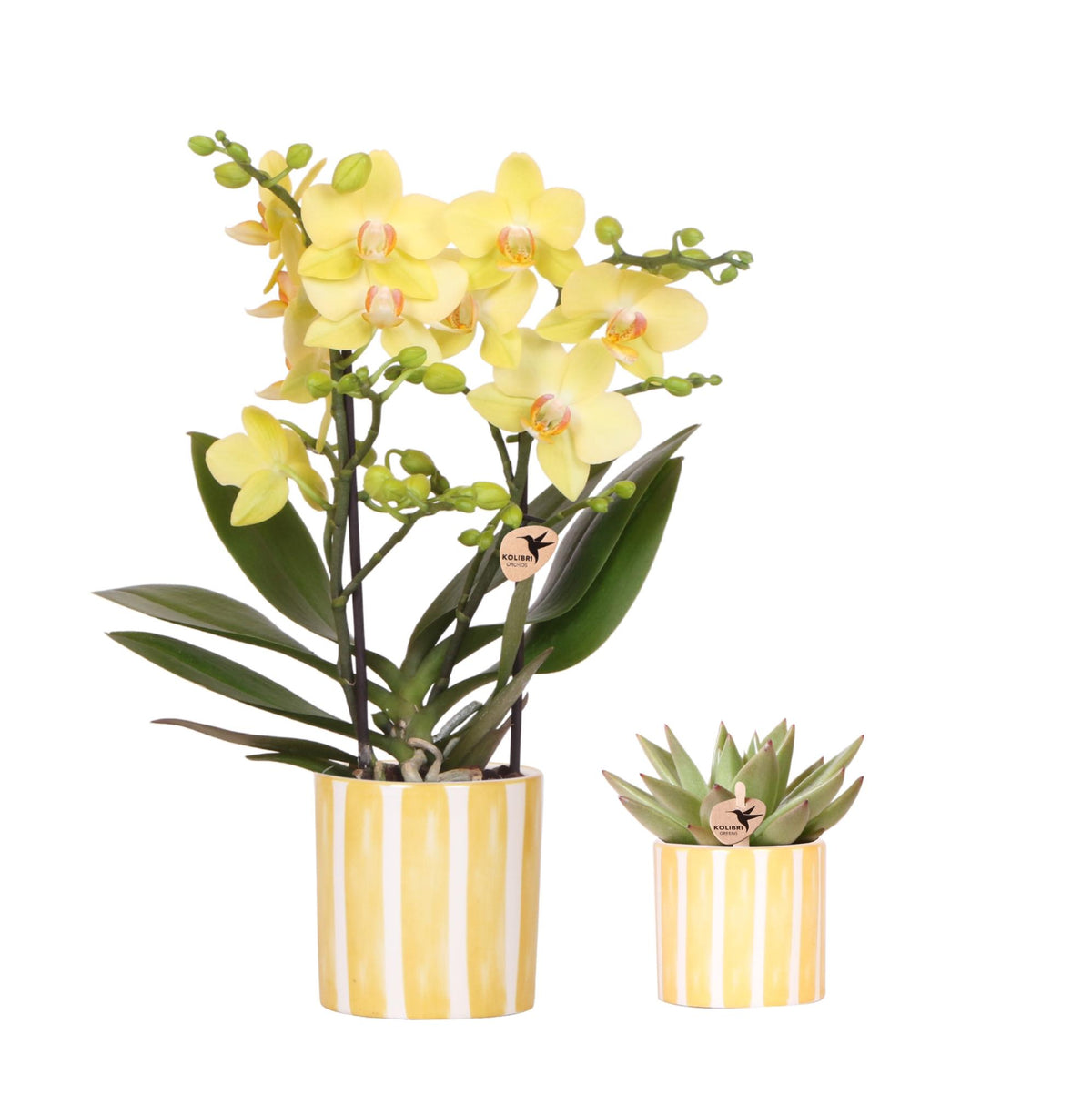 Kolibri Orchids | Set aus gelber Orchidee Albenga und Sukkulente im Painted Stripe Ziertopf - Topfgröße Ø9cm & Ø6cm | blühende Zimmerpflanze - frisch vom Züchter